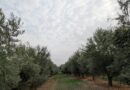TR 14 – BRISIGHELLA – località: Pieve Tho’ / Via Siepi n. 41.
